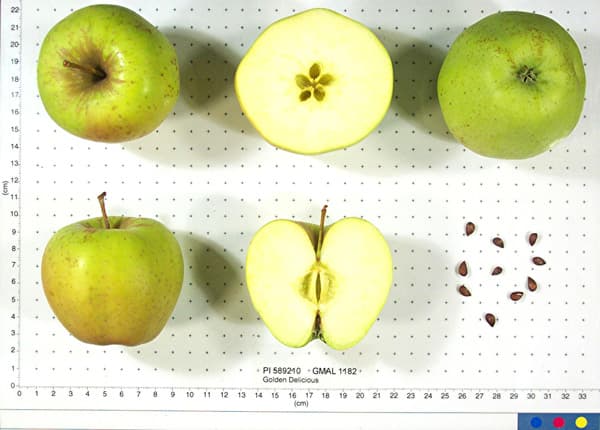 Starkspur Golden Delicious apple