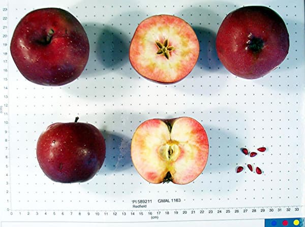 Redfield apple