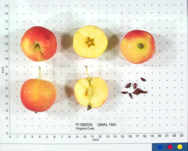 Virginia Crab apple