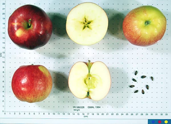 Wright apple
