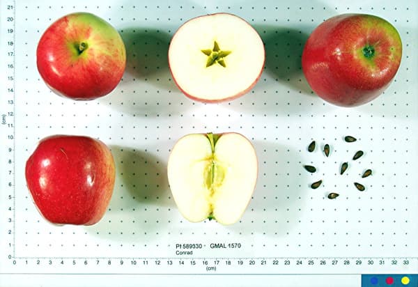 Conrad apple