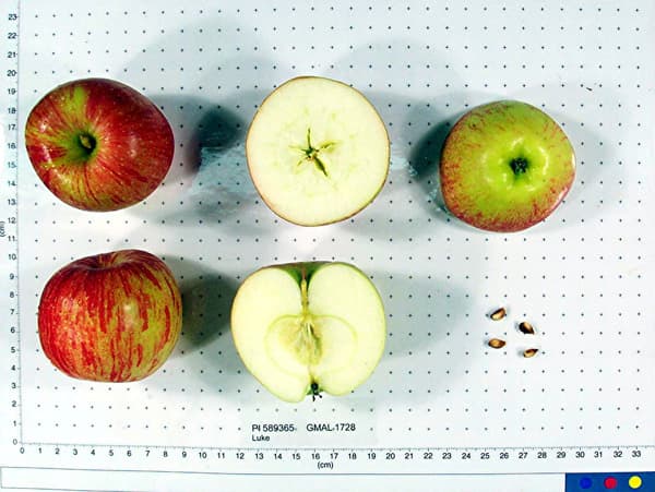 Luke apple