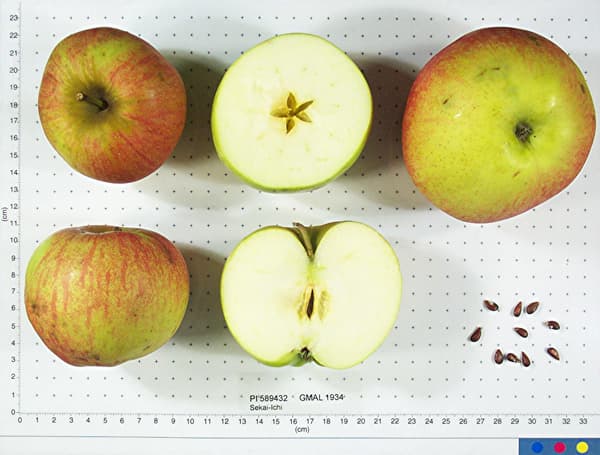 Sekai-Ichi apple