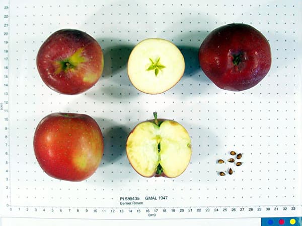 Berner Rosen apple