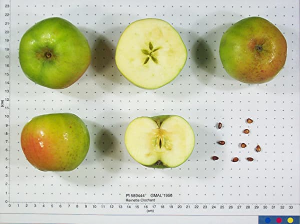 Reinette Clochard apple