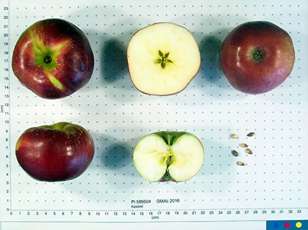 Kestrel apple