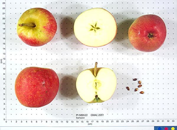 Sampion apple