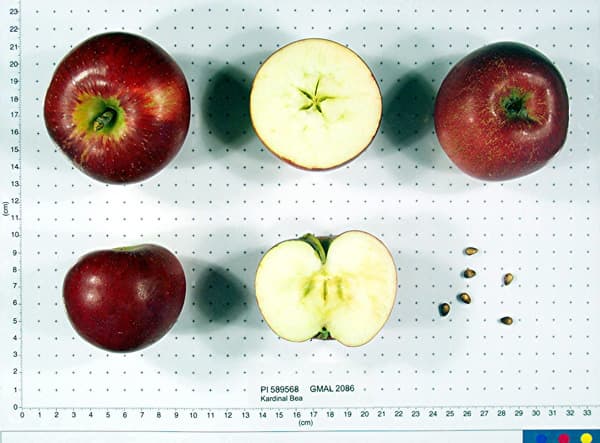 Kardinal Bea apple