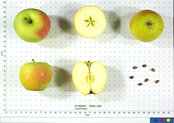 Zuccalmaglio apple