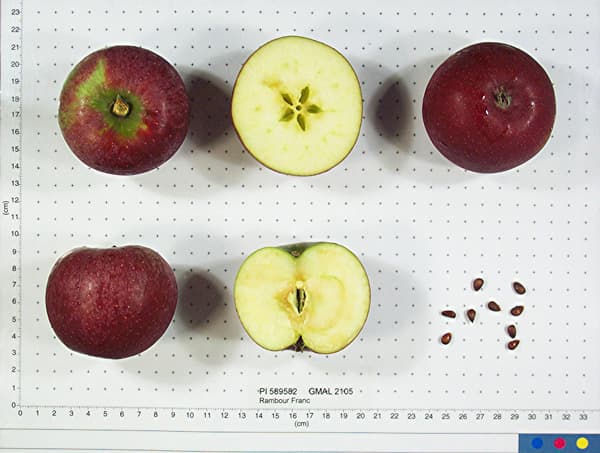 Rambour Franc apple