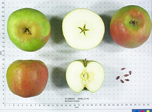 Blenheim Orange apple