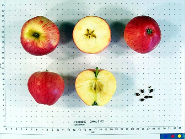 Ellis Bitter apple