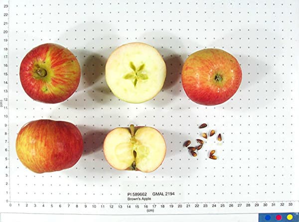 Browns Apple