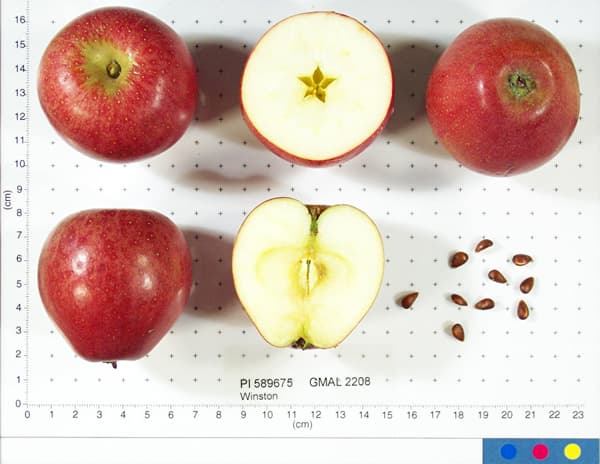 Winston apple
