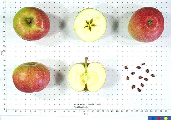 Red Dougherty apple