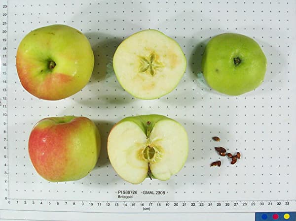 Britegold apple