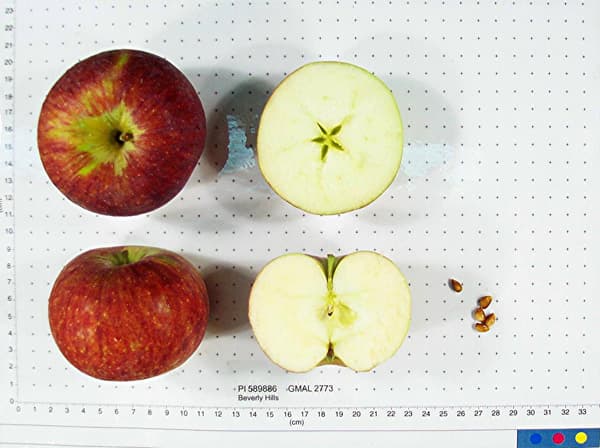 Beverly Hills apple