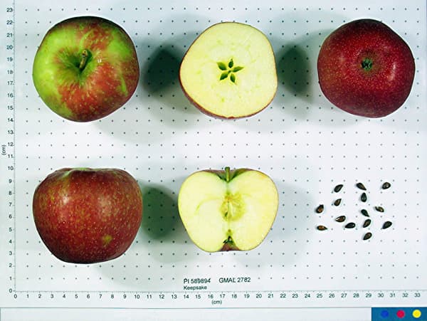 Keepsake apple