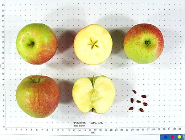 Red Baron apple
