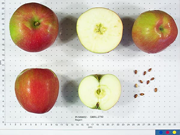 Regent apple
