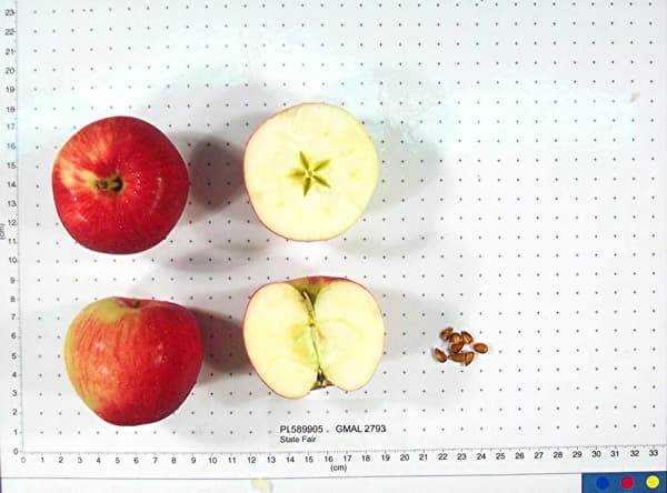 State Fair apple