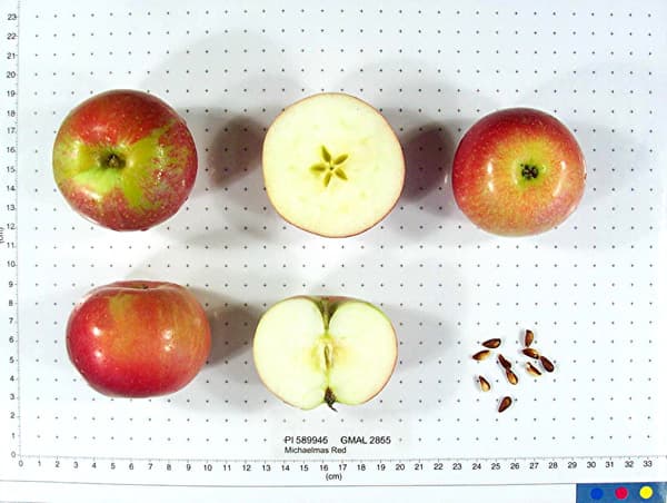 Michaelmas Red apple