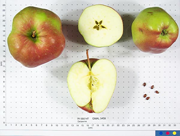 Delawine apple