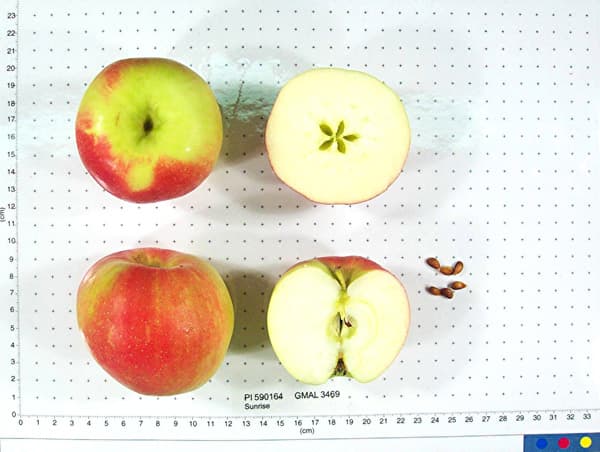 Sunrise apple