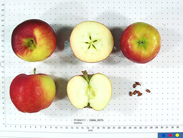 Redfree apple