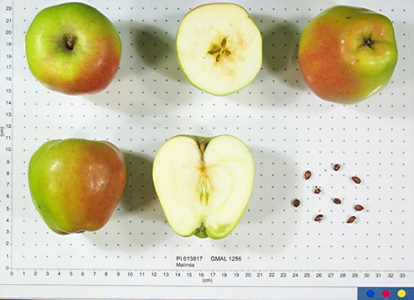 Malinda apple