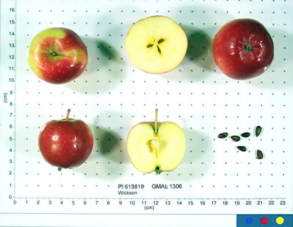 Wickson apple