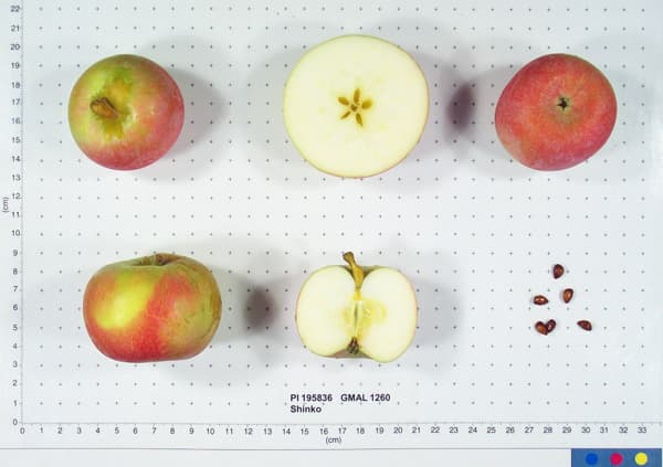 Shinko apple