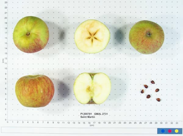 Saint Martin apple