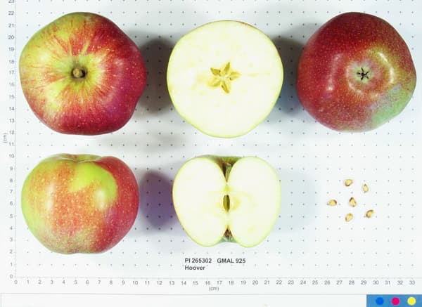 Hoover apple