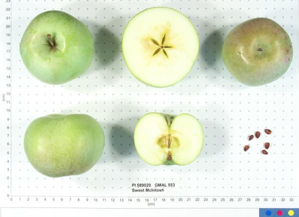 Sweet McIntosh apple