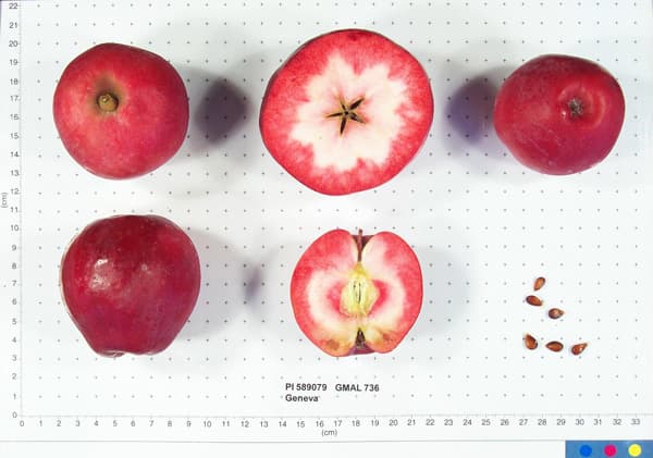 Geneva apple