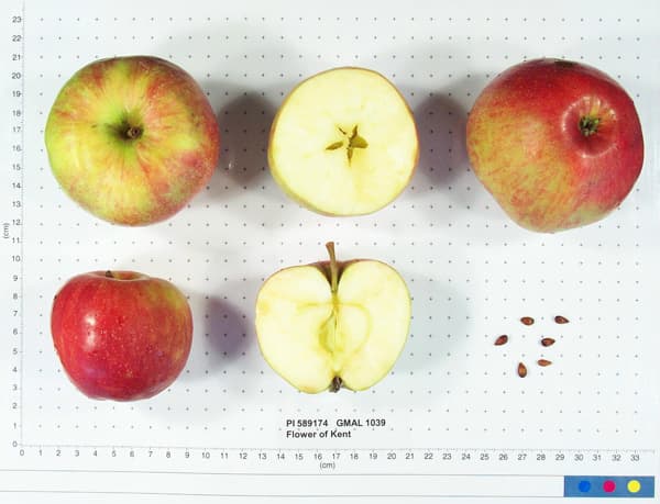 Flower of Kent apple