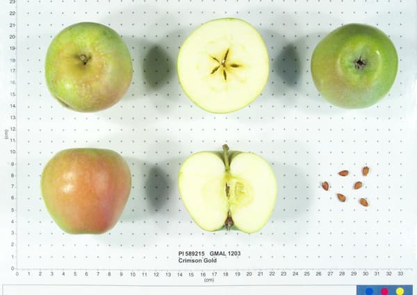 Crimson Gold apple