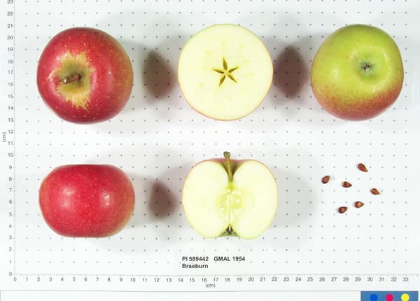 Braeburn