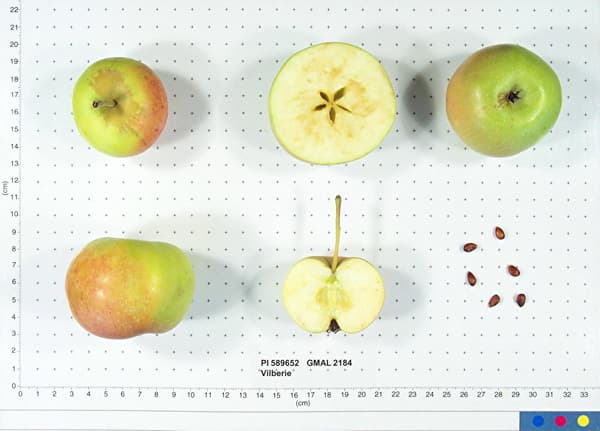 Vilberie apple