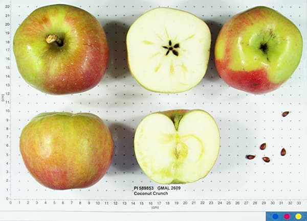 Coconut Crunch apple