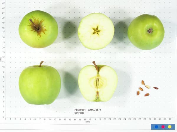 Sir Prize apple
