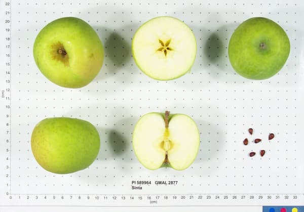 Sinta apple