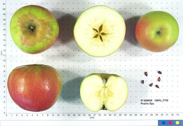Prairie Spy apple