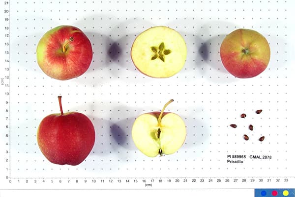 Priscilla apple