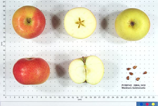 Weidners Goldreinette apple