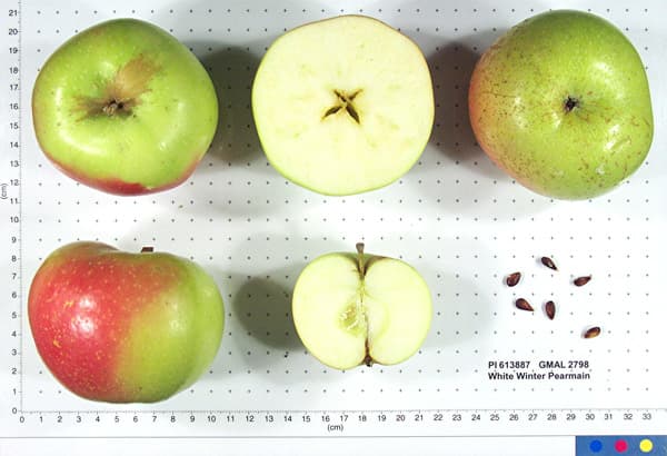 White Winter Pearmain apple