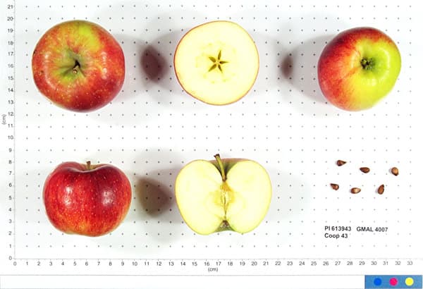 Juliet apple