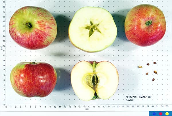 Kavlas apple