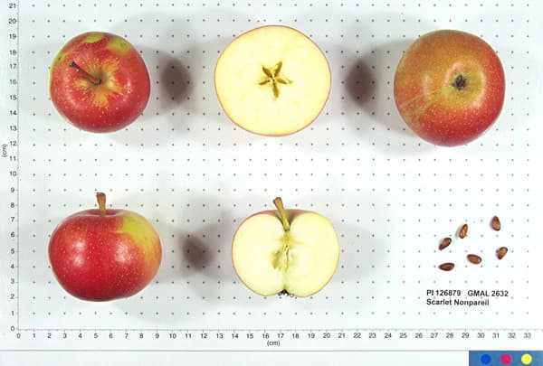 Scarlet Nonpareil apple
